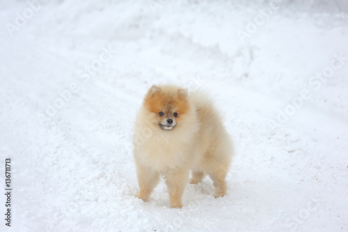 Portrait of sable-cream spitz on snow © Tolubaev Stanislav