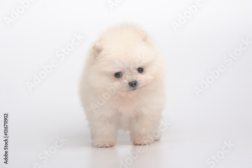 Portrait of cream spitz puppy
