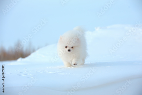 White spitz walking on snow