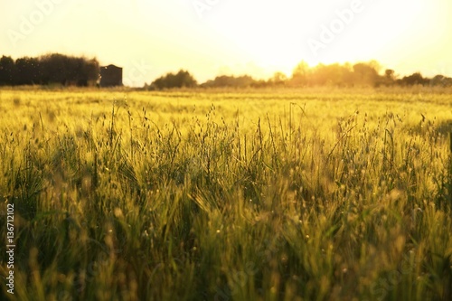 oat field