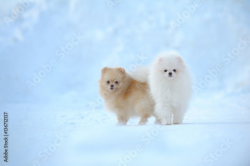 Pair of spitzes walking on snow © Tolubaev Stanislav