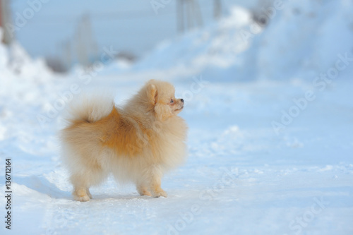 Cream spitz walking on snow © Tolubaev Stanislav