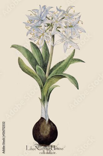 Illustration  botanique / Pancratium illyricum / Lis des sables photo