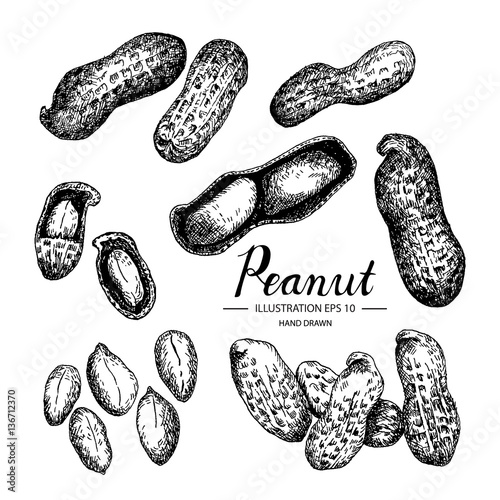 Peanut hand drawn collection by ink and pen sketch. Isolated vector design for fruit and vegetable products and health care goods.