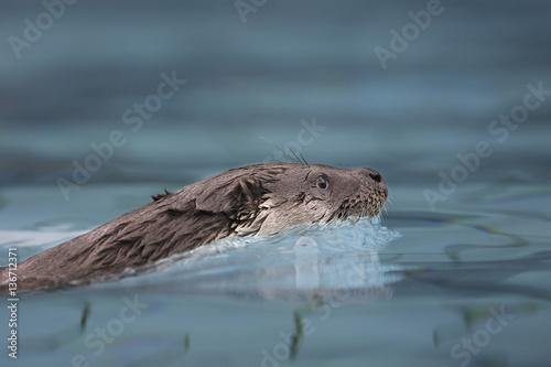 Lutra lutra / Loutre d' Europe