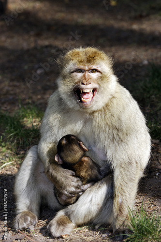 Macaca sylvanus   Magot   Macaque de Barbarie