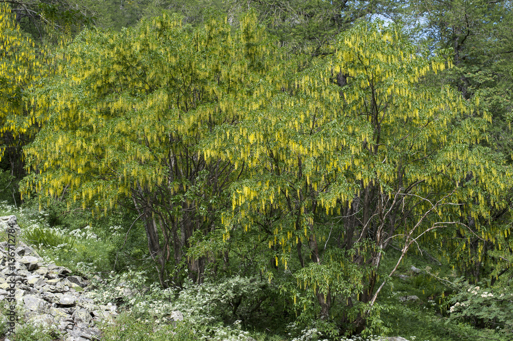 Laburnum alpinum / Cytise des Alpes Laburnum alpinum / Cytise des Alpes