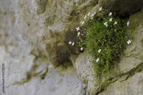 Moehringia sedoides / Moehringie à feuilles d'orpin