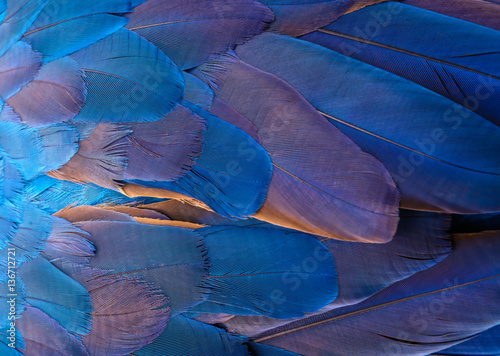 Close up of blue and yellow macaw bird's feathers