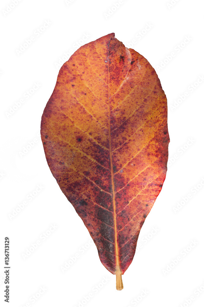 Malabar almond isolate withe background, Terminalia catappa.