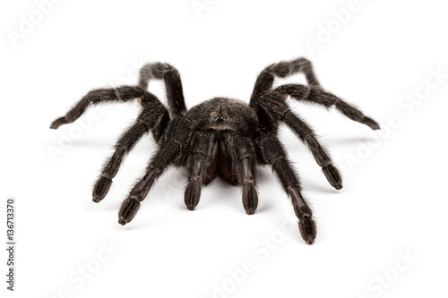 Isolated photo of spider's pelt