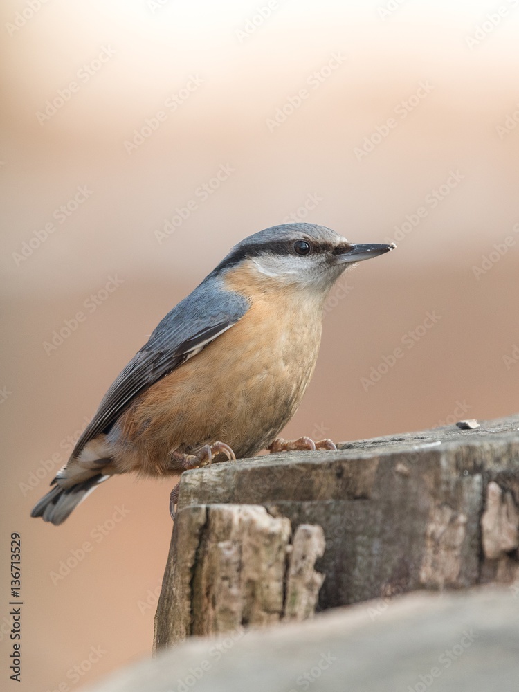 Fototapeta premium The Eurasian nuthatch or wood nuthatch (Sitta europaea) sitiing on the stump in a winter time.