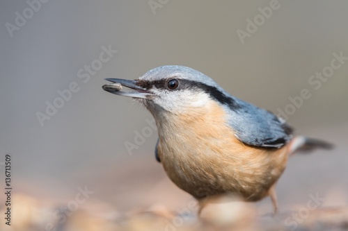 The Eurasian nuthatch or wood nuthatch (Sitta europaea) feeding on the stump in a winter time.