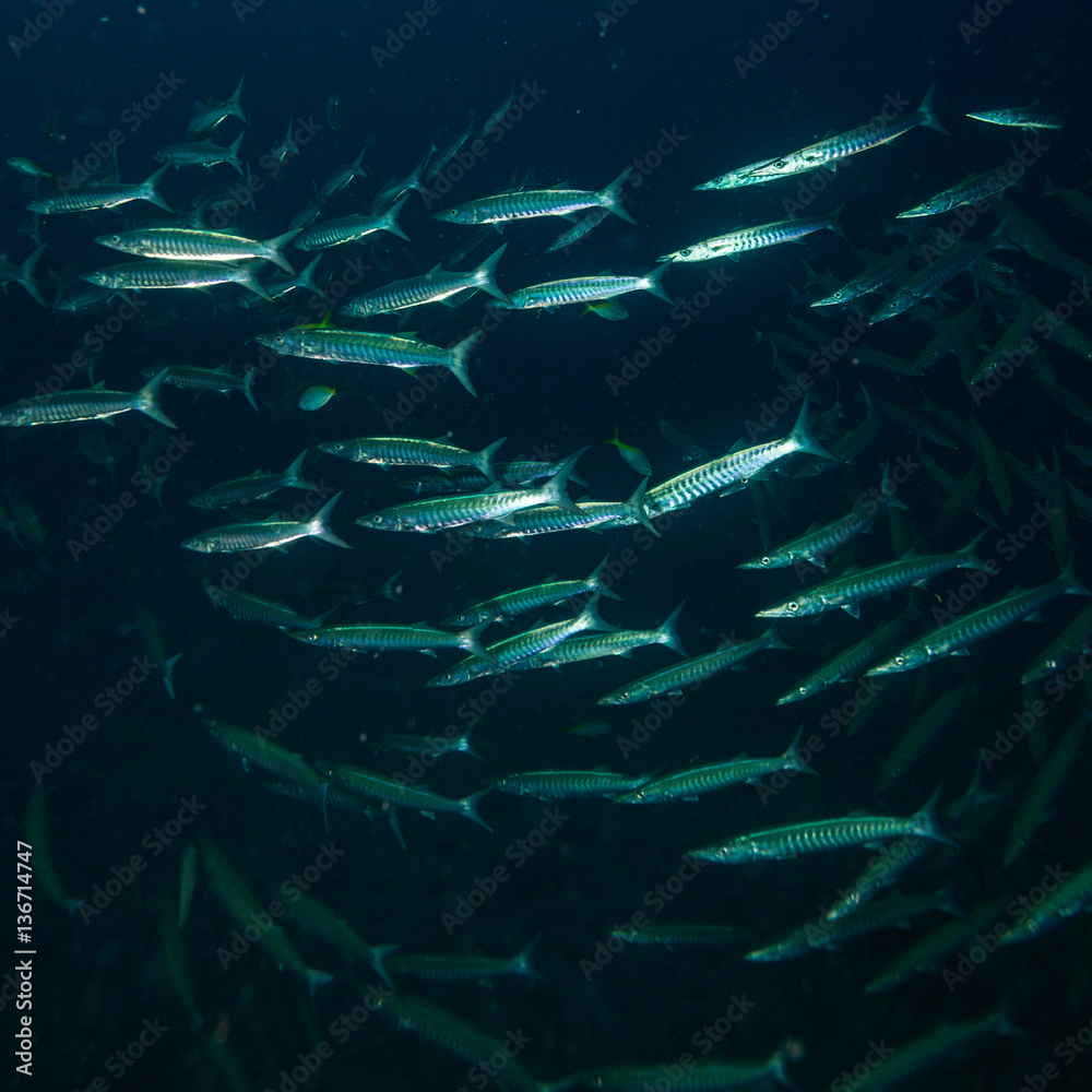Fototapeta premium Scool of barracudsas