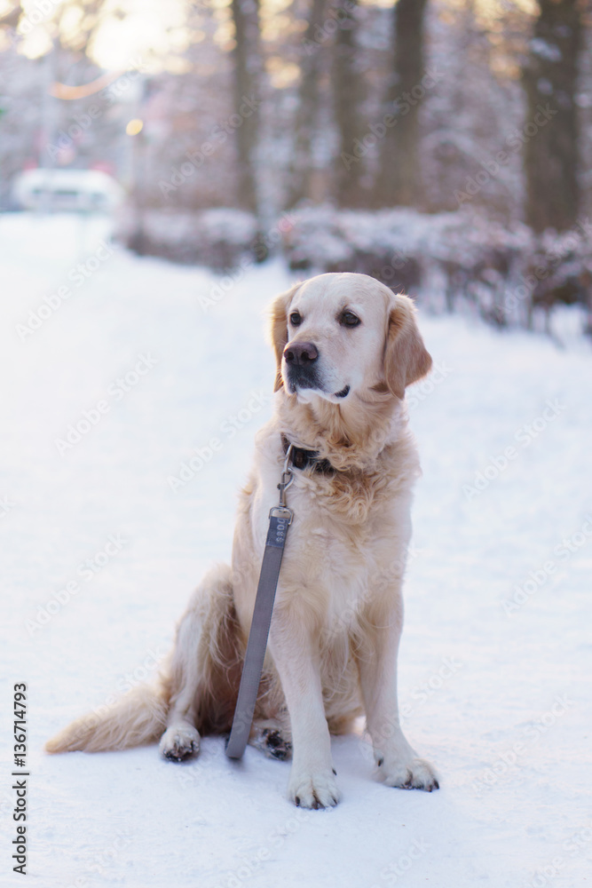Adorable golden retriever dog sitting on snow, city outdoor, sunset time. Winter in park. Vertical, Copy Space.