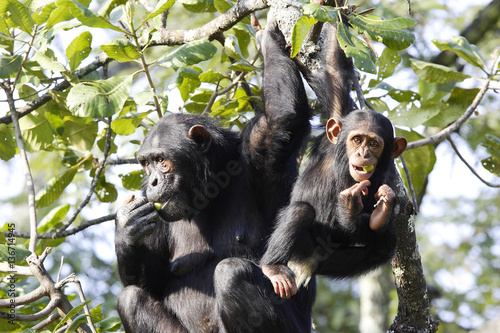 Pan troglodytes   Chimpanz  