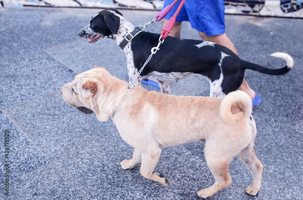 Two dogs walking with the owner on the red leash.