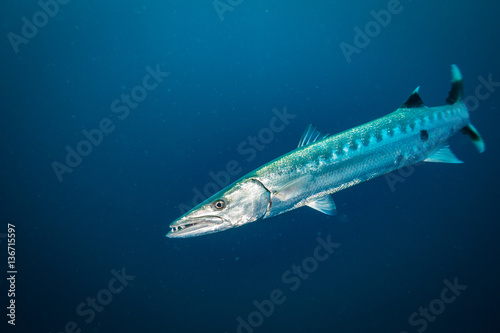 Barracuda