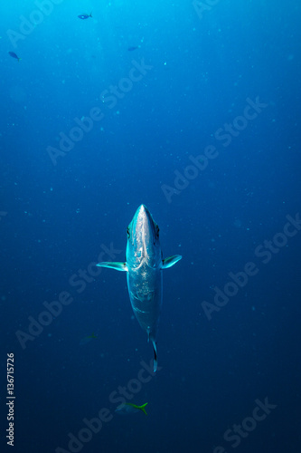 Barracuda © sergemi