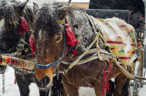 the horse in harness in the snowy forest photo