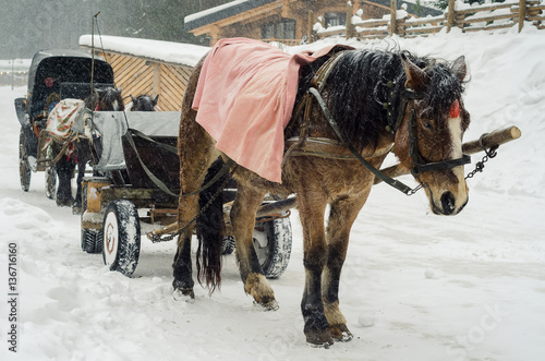 the horse in harness in the snowy forest