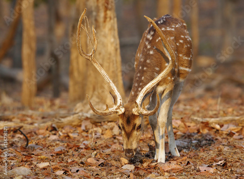 Cheetal deer, Pench National reserve