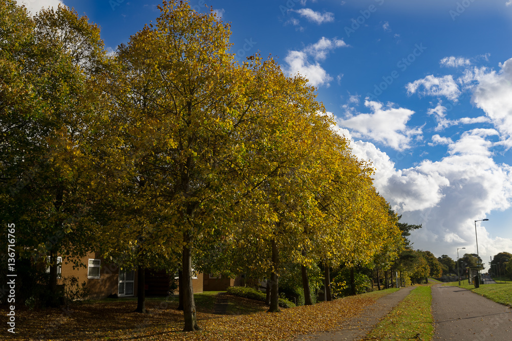 Naklejka premium Autumn road in the city at sunny day. Walk zone.