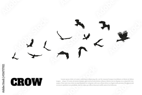 Black silhouette of a crow on a white background. Raven isolated photo