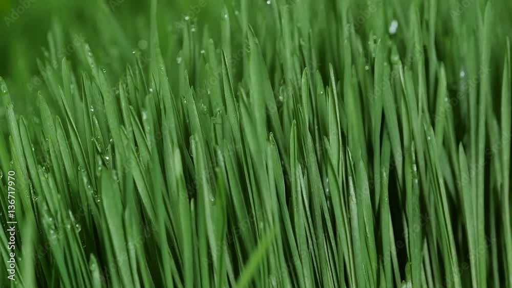 Sprouted wheat seeds. Wheat sprouts. Microgreens. Wheatgrass. Green grass. Dew on the grass. Sprouted wheat seeds. Wheat sprouts. Microgreens. Wheatgrass. Green grass. Dew on the grass.