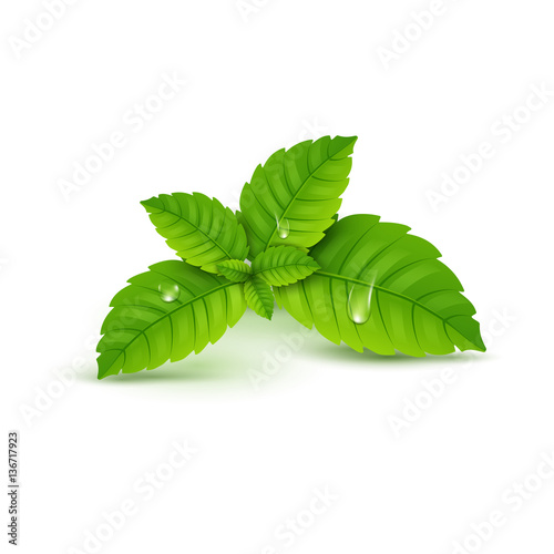 Fresh mint leaf. Vector menthol healthy aroma. Herbal nature plant. Spearmint green leafs
