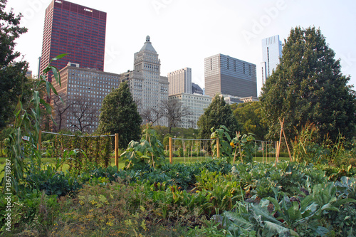 Jardin potager au pied de la skyline de Chicago  USA