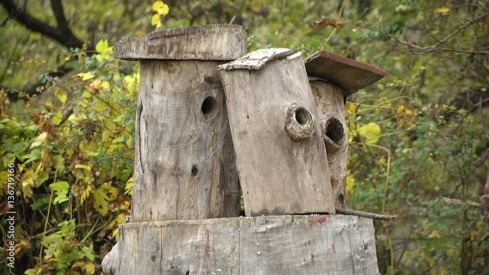 Hive in the Old Tree Bee hive in the old tree. The economy of ancient people. An apiary and the honey extraction Hive in the Old Tree Bee hive in the old tree. The economy of ancient people. An apiary and the honey extraction