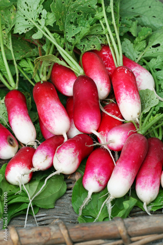 Bunch of long roots radishes