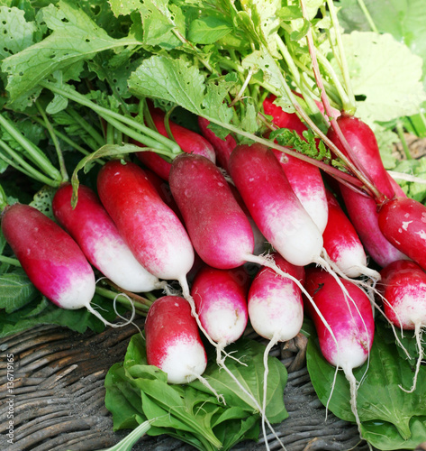 Bunch of long roots radishes