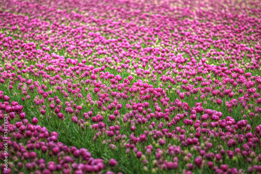 purple tulip fields are growing every year