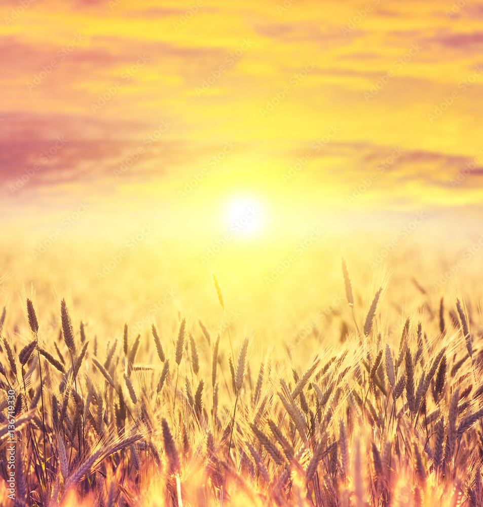 Fototapeta premium Field of ripe wheat on colorful sunset
