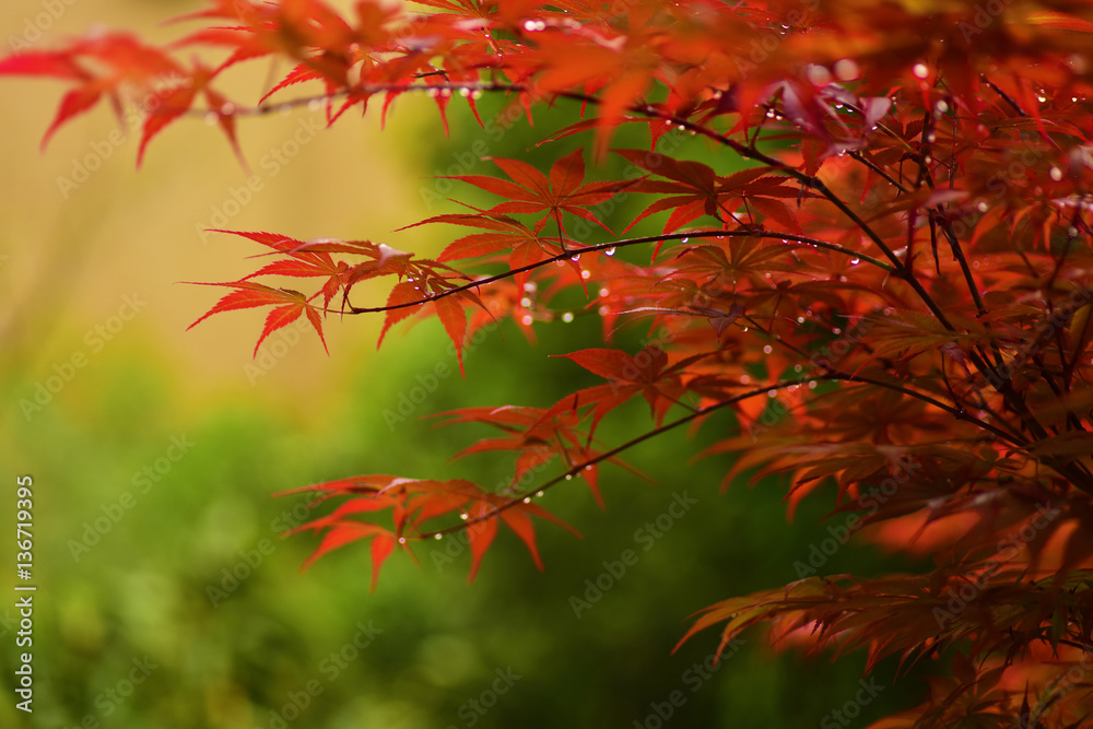 Branches of Red Maple Leaves with Raindrops. Branches of Red Maple Leaves with Raindrops.