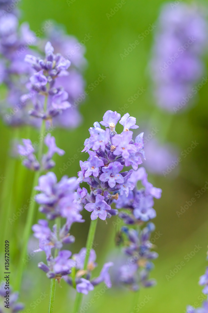 lavender closeup on green background lavender closeup on green background