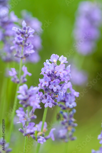 lavender closeup on green background