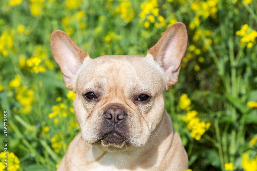Young French Bulldog Headshot with Field Mustard Background.