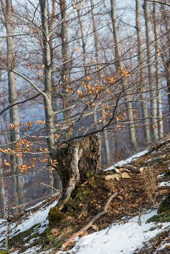winter forest