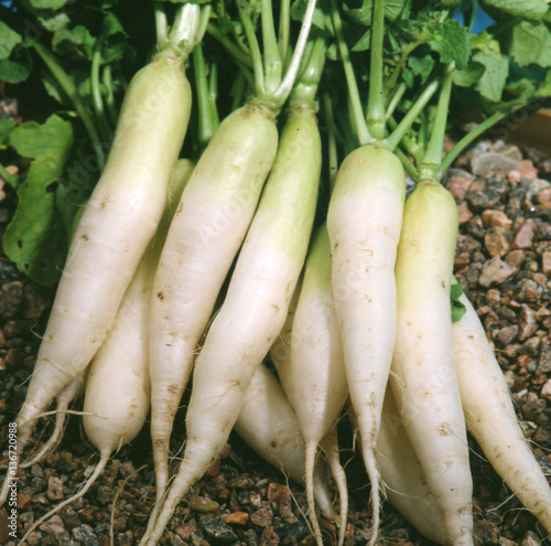 White daikon radishes