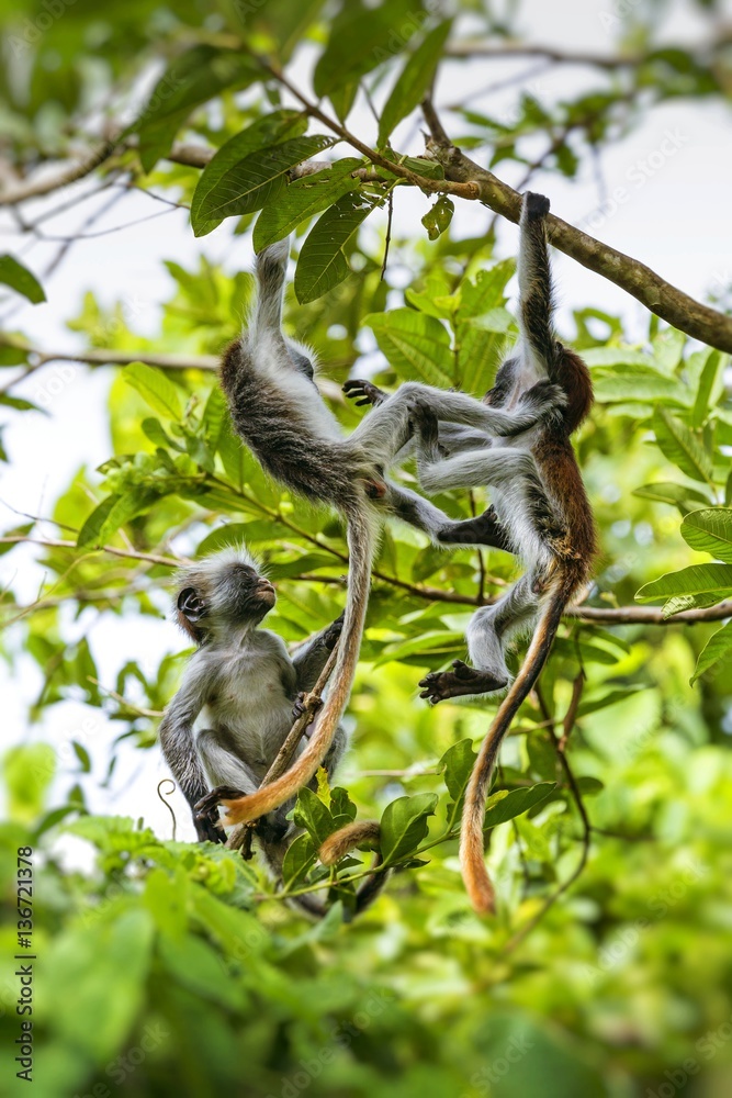 Endangered Zanzibar red colobus monkey (Procolobus kirkii), Joza