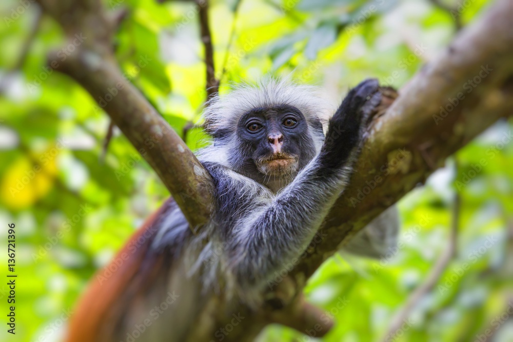 Naklejka premium Endangered Zanzibar red colobus monkey (Procolobus kirkii), Joza