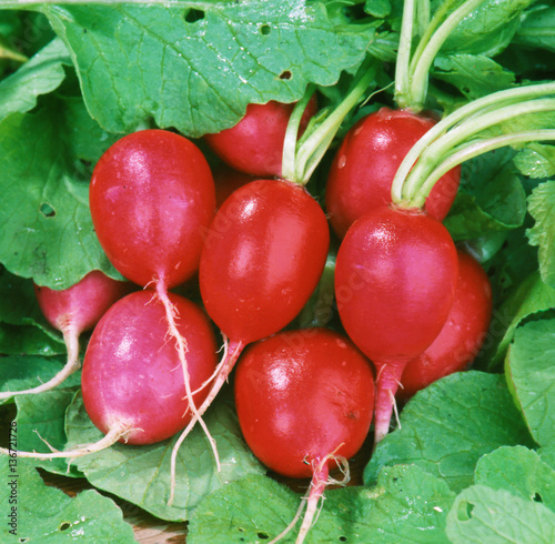 Red ripe radishes on leaves