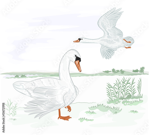 Swans water birds on the shore of lake vector illustration