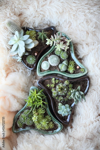 mix cactus and succulents photo