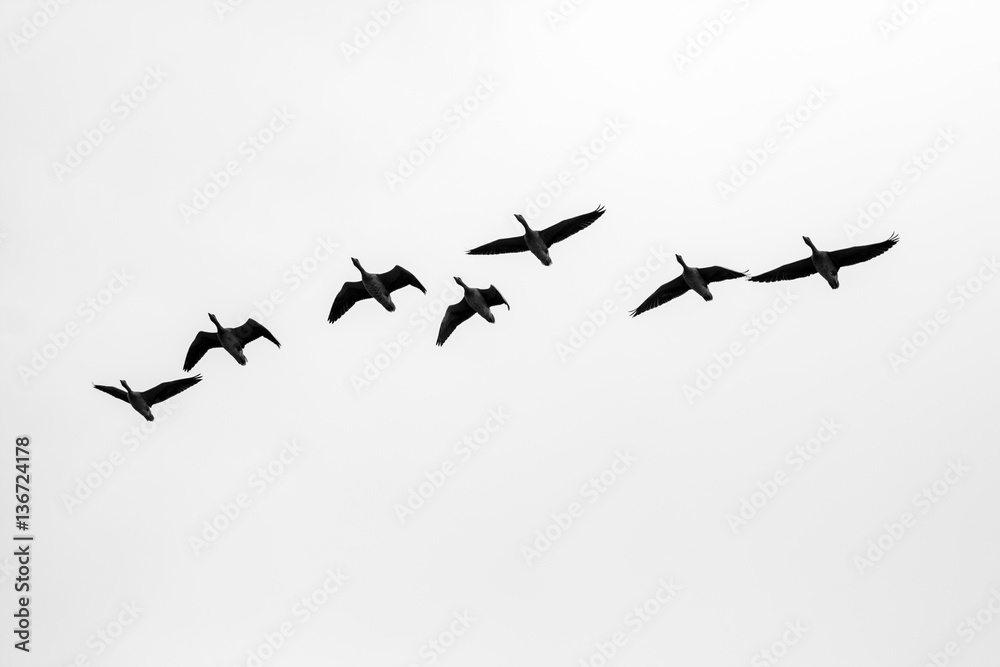 Fototapeta premium Aerial view of flying ducks