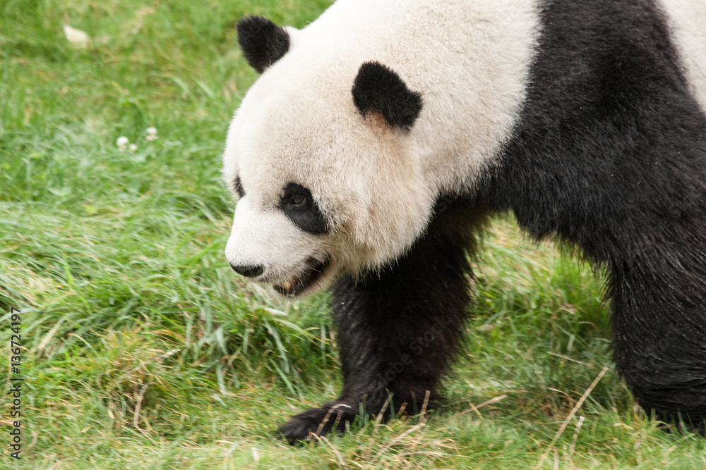 panda in the wild endangered species panda in the wild endangered species
