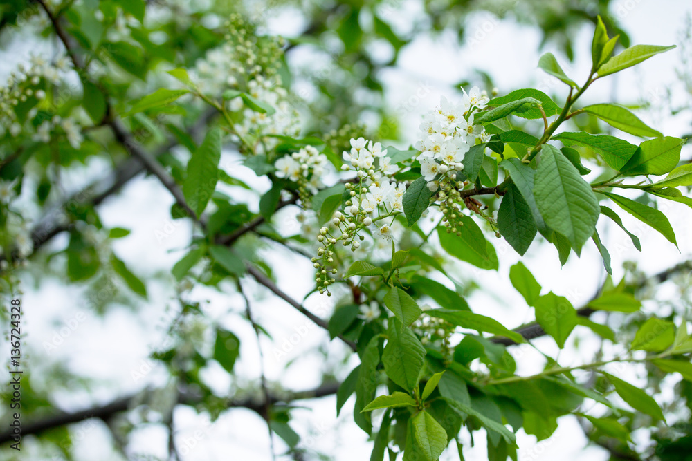 Flowering of bird cherry tree. Spring flowers. Spring background Flowering of bird cherry tree. Spring flowers. Spring background